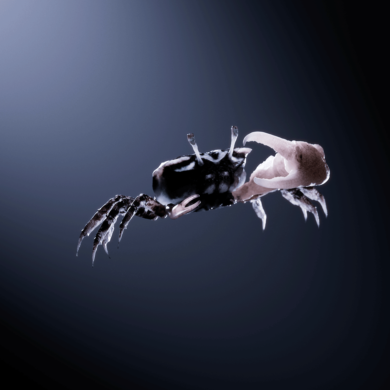 Alpha340-web-crab.png